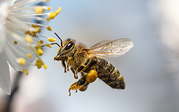 Die Welt der Honigbienen
